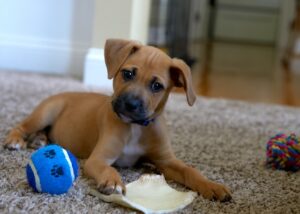 Blau und Gelb können Hunde besonders gut sehen