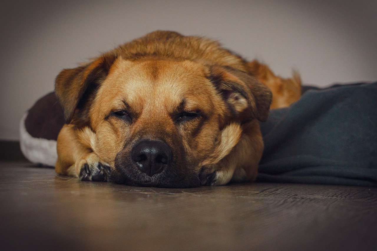 dog, animal, puppy