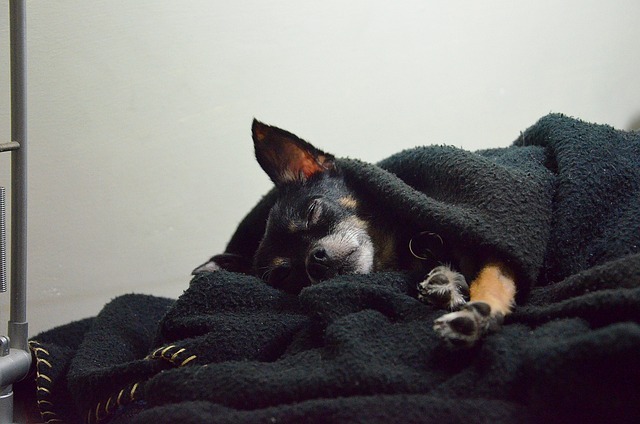 Hund einschläfern Kosten