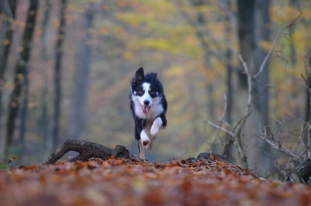 Problemverhalten Border Collie