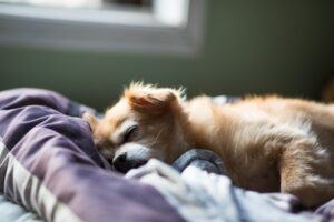 Hund einschläfern Kosten