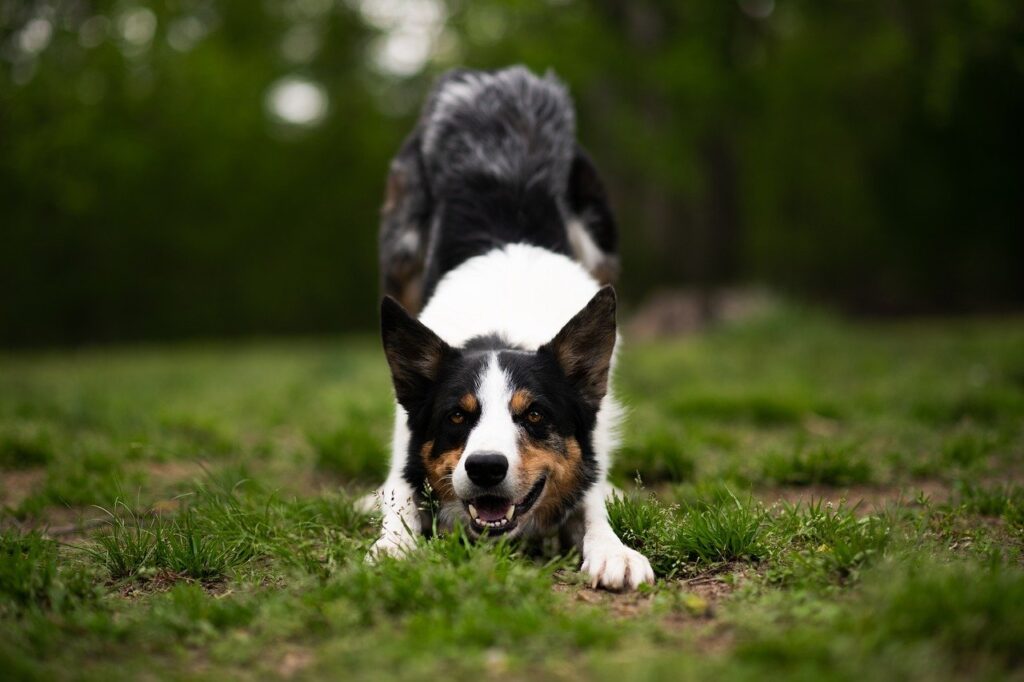 border collie, dog, canine
