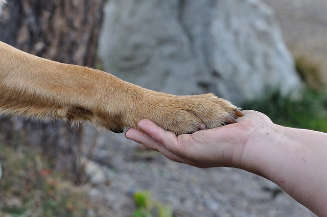 Zitate Hunde