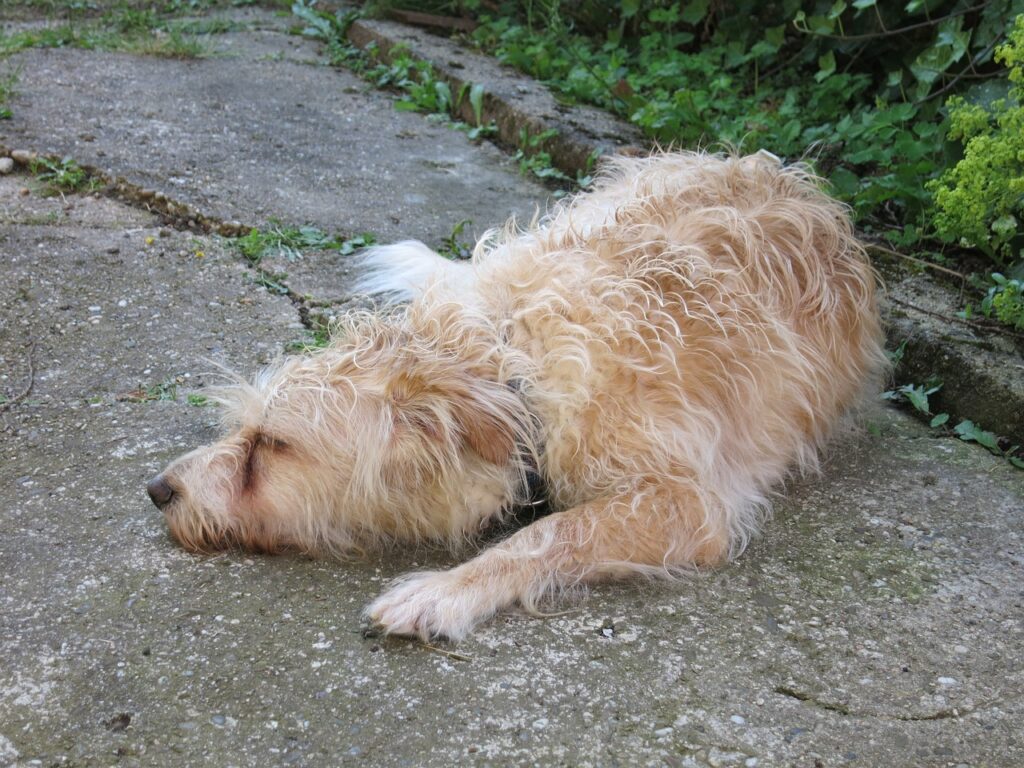 hund, schlafen, pelzig