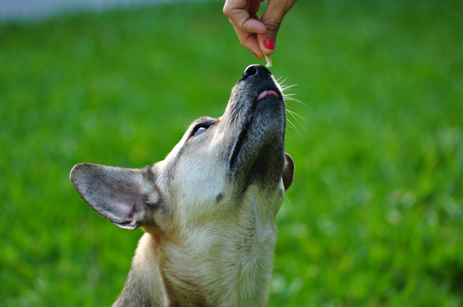 a person feeding a dog a piece of food