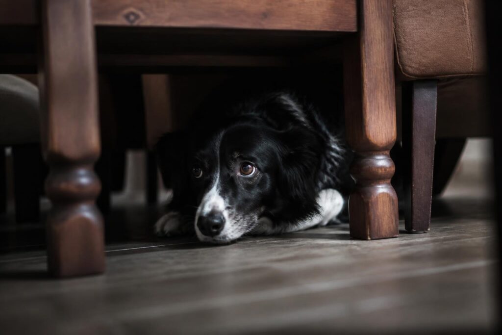 Stress und Angst beim Hund: Symptome, Auslöser und was wirklich hilft